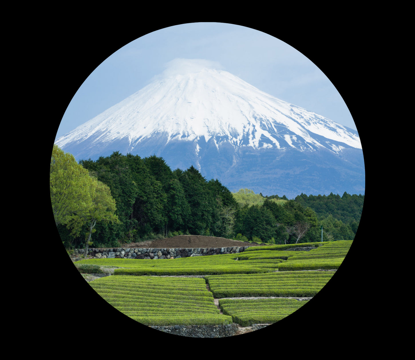 Hojicha from Shizuoka Japan, hk.saichodrinks.com