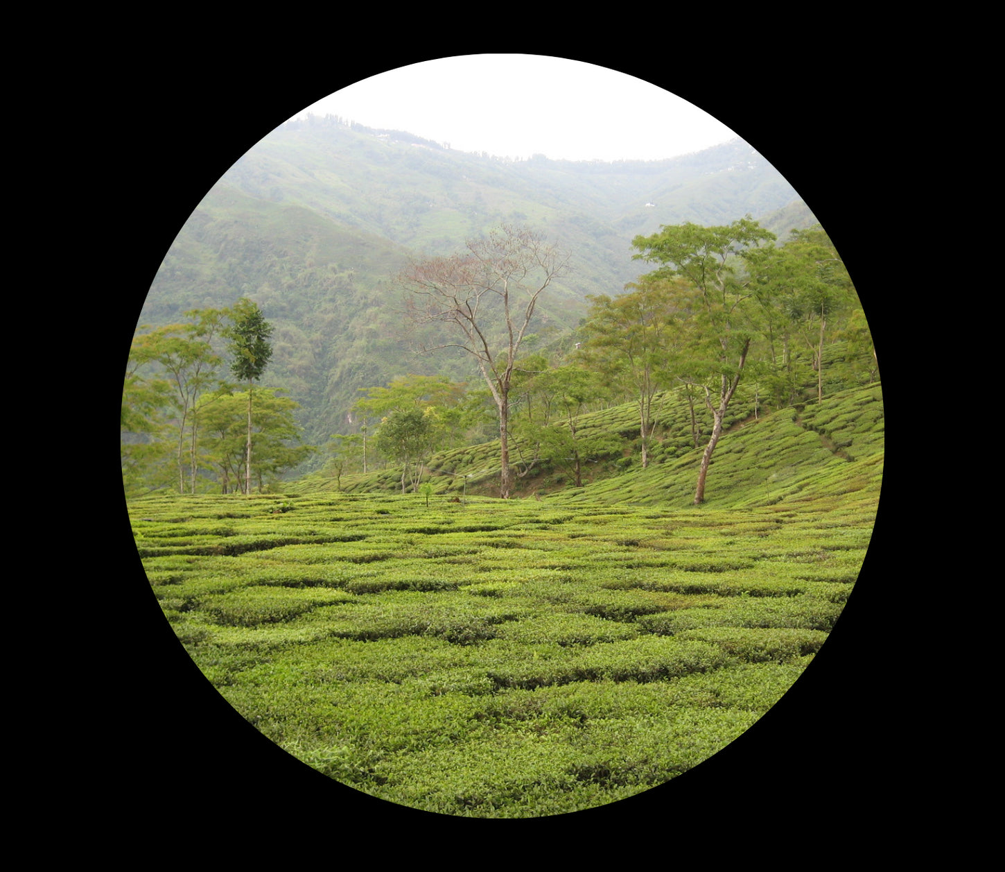 Darjeeling From India, hk.saichodrinks.com