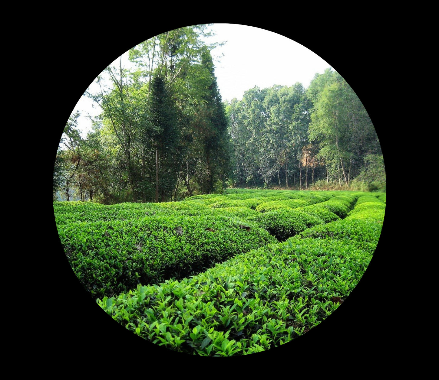 Jasmine from Fujian China, hk.saichodrinks.com