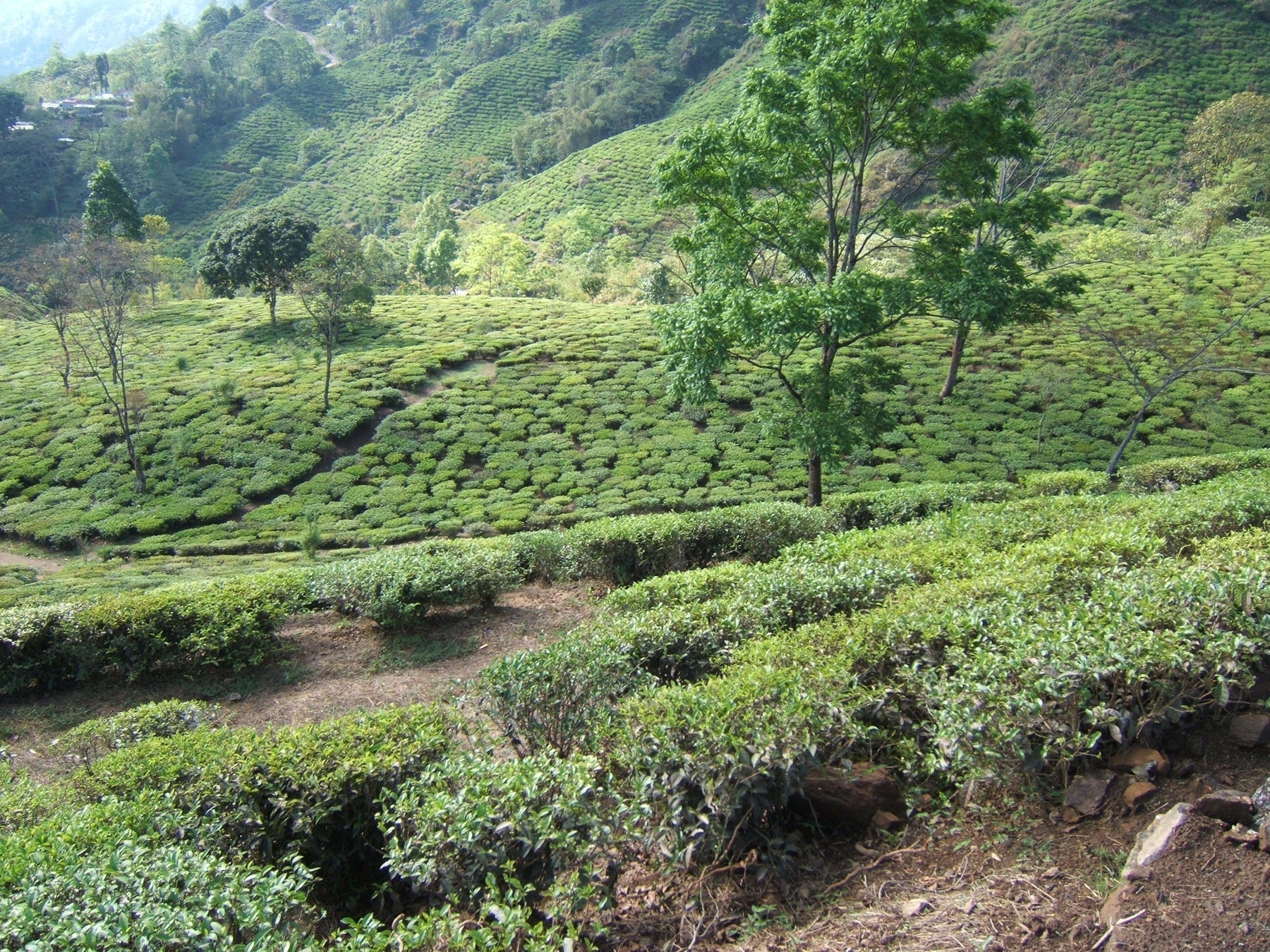 Tea Garden Image 1