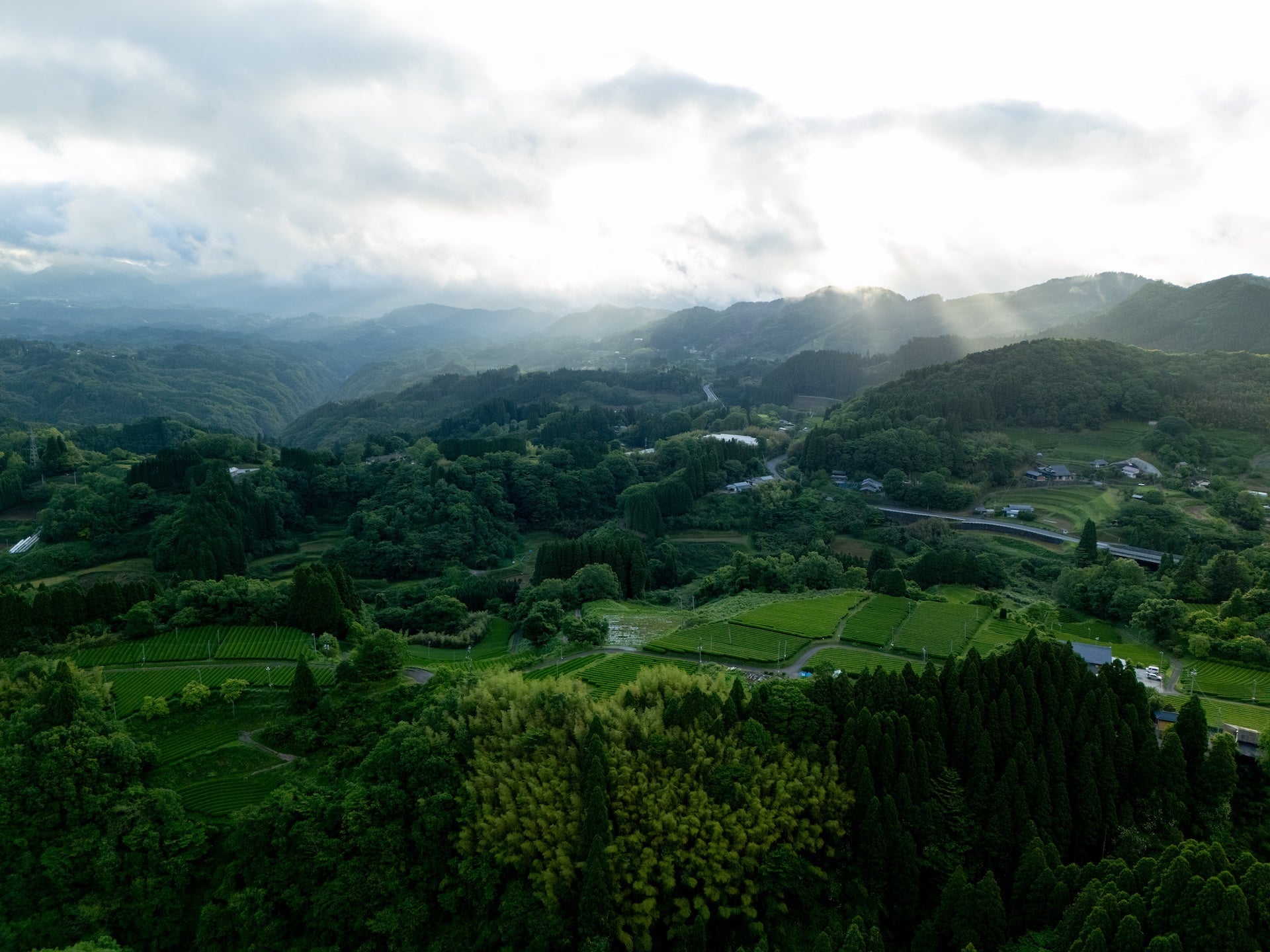 Tea Garden Image 1